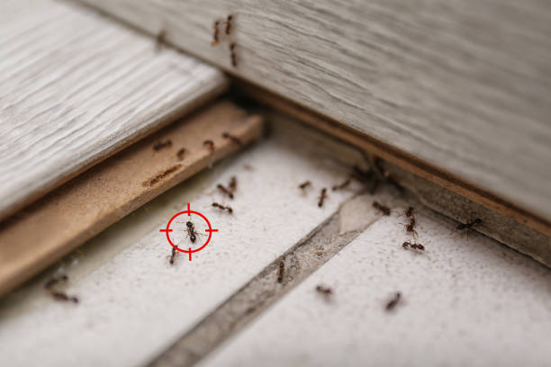Best Affordable Exterminators  in Alexander, AR