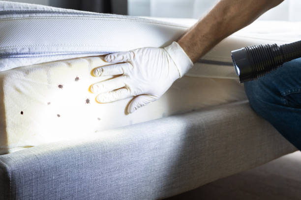 Best Emergency Pest Control  in Alexander, AR